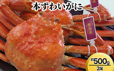 本ずわいがに約500g×2尾 ※2026年11月〜発送