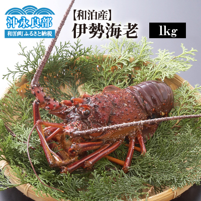 【漁師直送】活き〆 冷凍 天然伊勢海老 1kg（3～4尾） W005-001u 海老 エビ 海鮮 魚介
