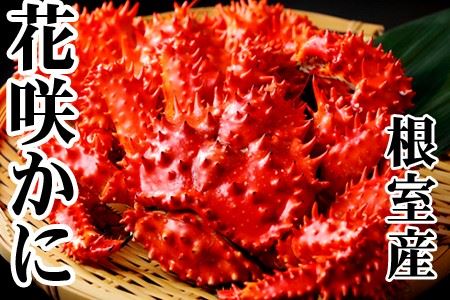 【北海道根室産】花咲かに500～650g×6尾 D-36045