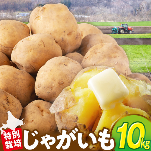 【R8年産先行受付 じゃがいも 10kg 特別栽培（男爵） | ジャガイモ 芋 男爵 馬鈴薯 大容量 新鮮 野菜 煮物 カレー シチュー ポテト 保存 特産 産地直送 北海道 津別町 送料無料