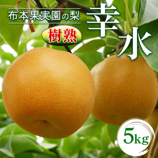 樹熟梨「幸水」13～14玉 5kg ※大きさは天候・生育状況により変わる場合があります ※2026年8月～発送