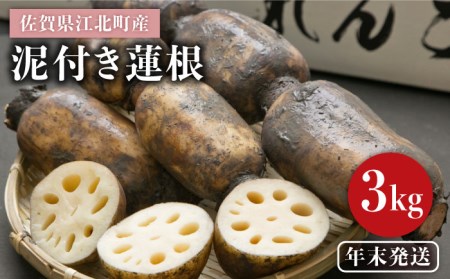 [年末発送 ※12月25日〜27日発送][地元江北町産]泥付き 蓮根 3kg[百武青果][HAE015] 蓮根 れんこん レンコン 野菜