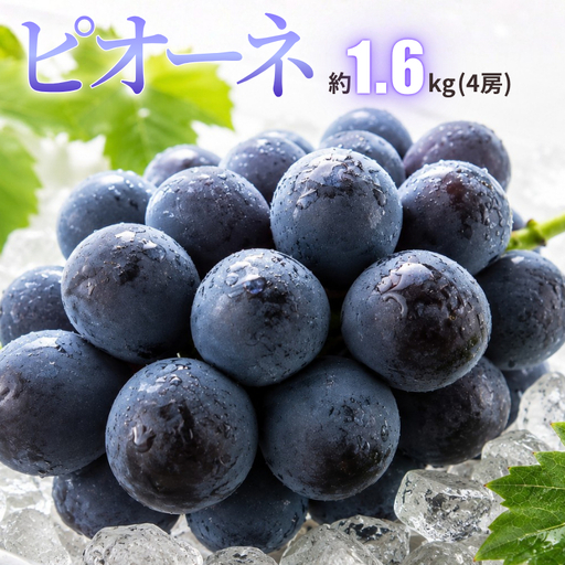 ピオーネ 約1.6kg 4房 岡山県新見市 【 先行予約 2026年9月中旬～10月上旬発送】