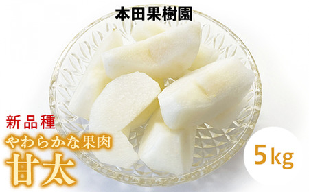 「甘太」 梨 なし 5kg | 先行予約 数量限定 贈答用 なし 梨 果物 くだもの フルーツ ナシ 旬 甘太 栃木県 上三川町 本田果樹園 ※2026年9月～発送