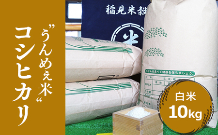 [令和7年度産] 栃木県上三川町産コシヒカリ・白米 (10kg×1袋) ◇ | 国産 栃木県産 コシヒカリ 米 お米 単一原料米 精米 白米 栃木米 とちぎ米 産地直送 ※北海道・沖縄・離島への配送不可