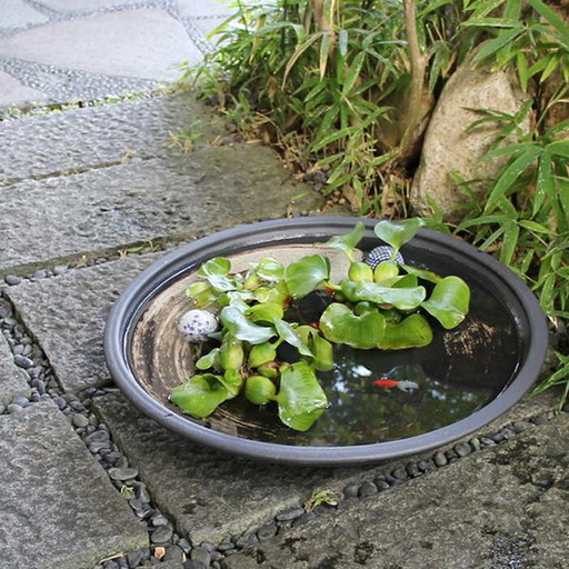 信楽焼 18号黒ハケメ浅型水鉢 睡蓮鉢 メダカ鉢 (168575-40037420)