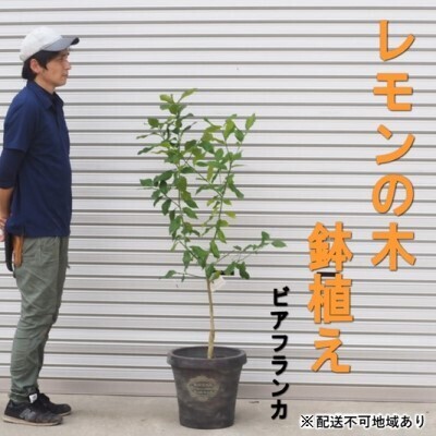 鉢植え レモンの木 ビアフランカ 大きめサイズ 苗木 鉢植え