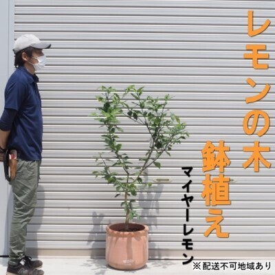 鉢植え レモンの木 マイヤー 大きめサイズ 苗木 鉢植え