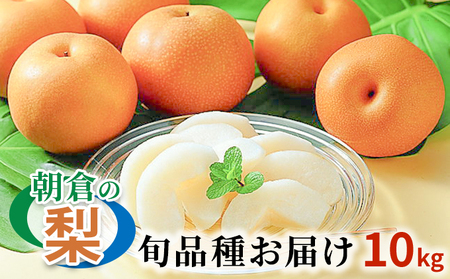 梨 季節の朝倉の梨 10kg 12-36玉 九州の梨 梨
