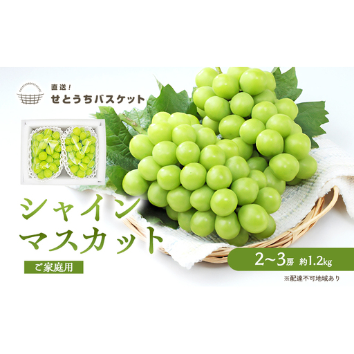 ぶどう 2026年 先行予約 ご家庭用 シャインマスカット 2～3房 約1.2kg ブドウ 葡萄  岡山県産 国産 フルーツ 果物 直送！せとうちバスケット 種なし 大粒 産地直送 デザート 