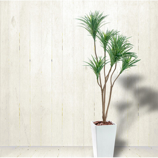 人工観葉植物　青年の樹ユッカ７本枝　白樹脂鉢Lサイズ付
