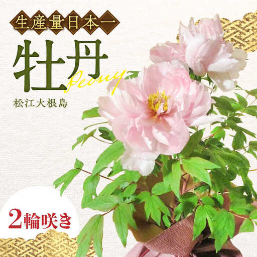 花[先行予約][2026年12月上旬以降順次発送]松江大根島牡丹(宝寿ぼたん) 2輪咲き 島根県松江市/島根県農業協同組合くにびき地区本部[ALBC004] 花 花