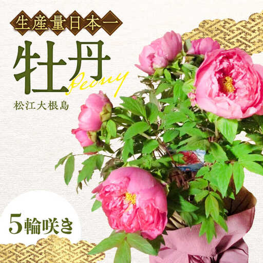 【先行予約】【2026年12月上旬以降順次発送】花 松江大根島牡丹(宝寿ぼたん) 5輪咲き 島根県松江市/島根県農業協同組合くにびき地区本部[ALBC003] 花 花