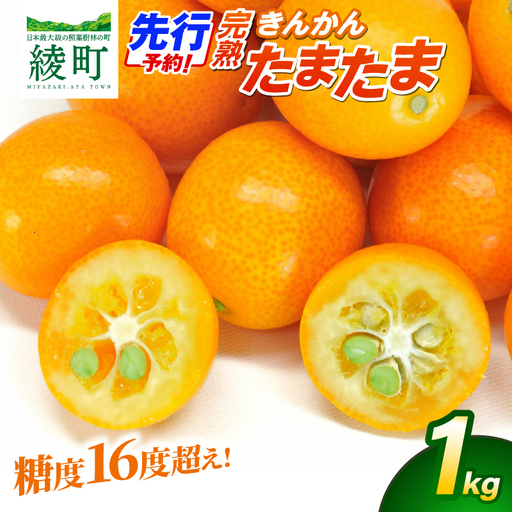 【先行予約】完熟きんかん「たまたま」1kg 果物 フルーツ くだもの 柑橘 金柑 おすすめ ブランド ギフト 贈り物 贈答 プレゼント おすそ分け おやつ スイーツ デザート 大きい 糖度が高い 常温 産地直送 宮崎県 綾町 送料無料【JA綾町】_A0114-256