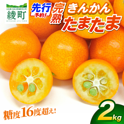 【先行予約】完熟きんかん「たまたま」2kg 果物 フルーツ くだもの 柑橘 金柑 おすすめ ブランド ギフト 贈り物 贈答 プレゼント おすそ分け おやつ スイーツ デザート 大きい 糖度が高い 常温 産地直送 宮崎県 綾町 送料無料【JA綾町】_A0114-257