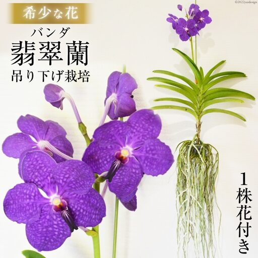 AG051希少な花 心躍る「華やかな恋」の予感 翡翠蘭(バンダ) 1株花付き