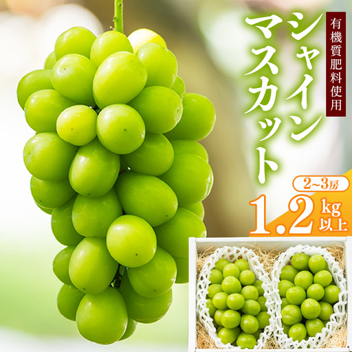 令和8年産 先行予約 ＜厳選＞ シャインマスカット 1.2kg以上（2～3房） 山形県産【2026年9月上旬頃～10月上旬頃発送予定】※配送不可 沖縄・離島　016-B-AF010
