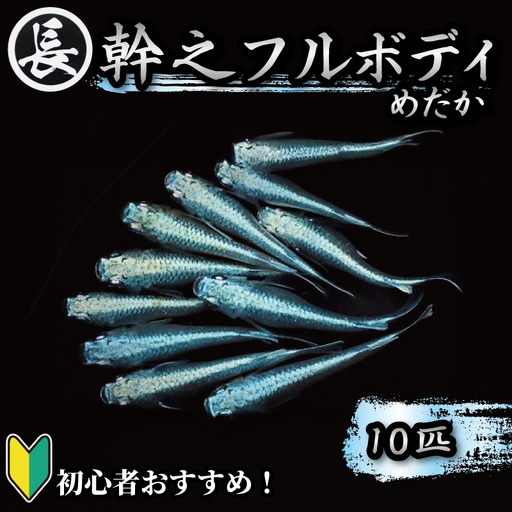 【メダカ】 幹之フルボディ 10匹  めだか 