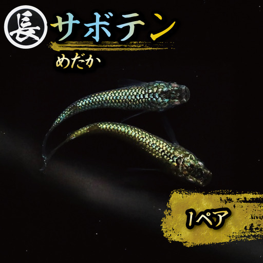 【メダカ】サボテン 1ペア めだか 