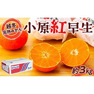 越冬完熟みかん（小原紅早生）約3kg｜フルーツ 果物 くだもの 蜜柑 みかん 早生 食品 さぬき 坂出市 人気 おすすめ 送料無料