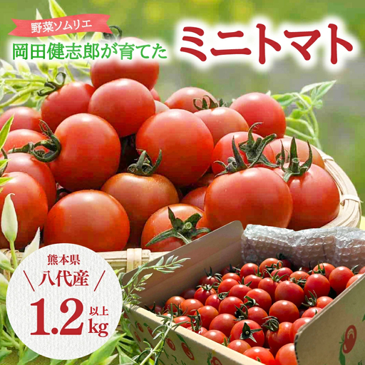 トマト [先行予約] 野菜ソムリエ 岡田健志郎が育てた ミニトマト 1.2kg以上 [2026年12月上旬より順次発送] トマト
