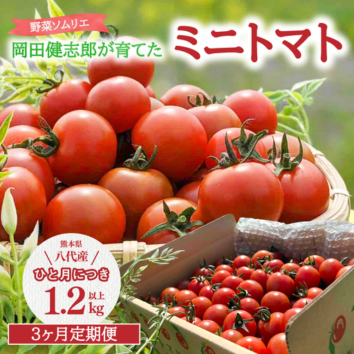 トマト [先行予約] [定期便3回] 野菜ソムリエ 岡田健志郎が育てた ミニトマト 1.2kg以上[2026年12月上旬より順次発送] トマト