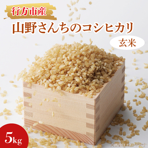 令和7年度産★山野さんちのコシヒカリ 5kg(玄米)|米 お米 こめ こしひかり コシヒカリ 令和7年産 R7年産 新米 玄米 茨城県 行方市(BR-6-2)