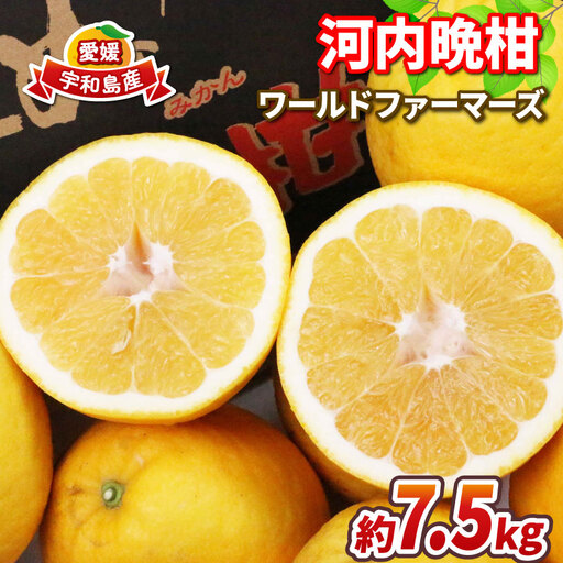 愛媛みかん 河内晩柑 7.5kg WF 愛媛みかん B012-024010