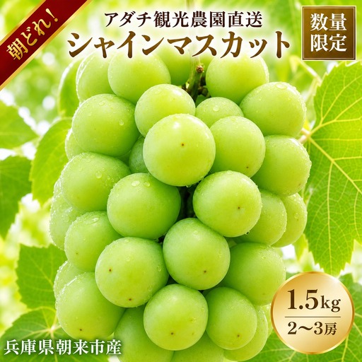 【数量限定マスカット】朝どれ！「シャインマスカット1.5kg(2～3房)」◆アダチ観光農園直送の絶品ぶどう◆ぶどう ブドウ 葡萄 マスカット シャインマスカット 種無し 種なし 皮ごと 皮ごと食べられるぶどう 果物 フルーツ 産地直送 期間限定 兵庫県 朝来市 AS2CF1