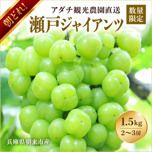 【数量限定マスカット】朝どれ！「瀬戸ジャイアンツ1.5kg(2～3房)」◆アダチ観光農園直送の絶品ぶどう◆ぶどう ブドウ 葡萄 マスカット 種なしぶどう 種無しぶどう 種無し 種なし 皮ごと 皮ごと食べられるぶどう 果物 フルーツ 産地直送 期間限定 兵庫県 朝来市 AS2CB3
