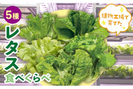 植物工場で育てた5種のレタス食べくらべセット 10パック F23R-784
