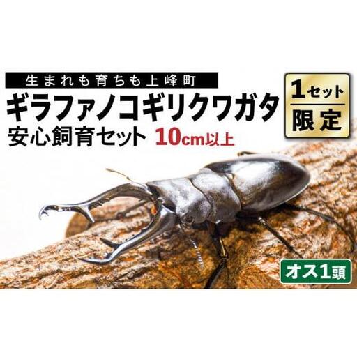 【1セット限定！】完璧育成！「ギラファノコギリクワガタ」 G-202