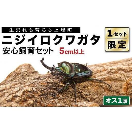 【1セット限定！】完璧育成！「ニジイロクワガタ」 E-257