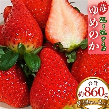 【2027年1月以降順次発送予定】電子技法栽培「苺」ゆめのか【約430g×2トレー】_果物・フルーツ いちご  イチゴ 苺_【配送不可地域：離島】【1072260】