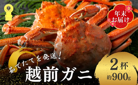 越前ガニ ボイル 姿 約900g 2尾セット 茹で 年末配送