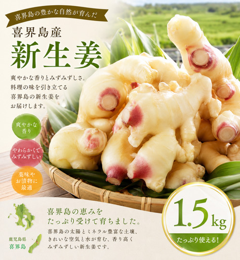 【2026年８月頃から発送】喜界島産『新生姜』1.5Kg　ショウガ/しょうが