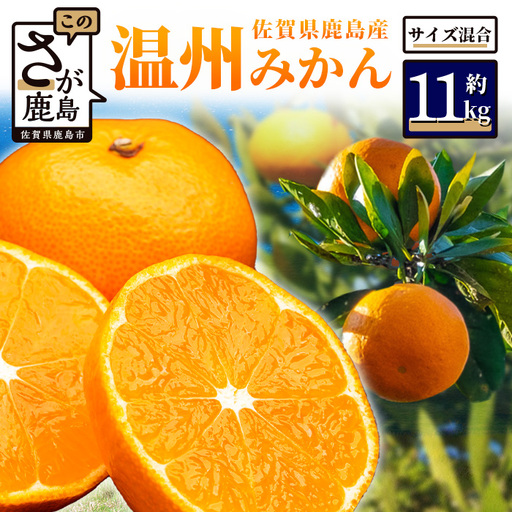 みかん 約11kg 佐賀県鹿島産 温州みかん サイズ混合 