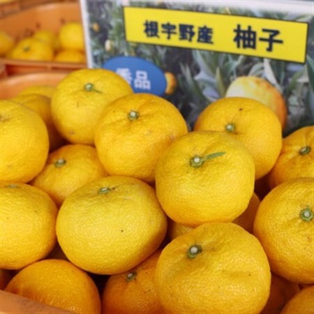 ≪先行受付≫[神河町特産]根宇野(みよの)の柚子(ゆず) 約2kg ※11月上旬〜順次発送