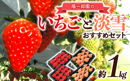 陽一郎園のおすすめいちごと淡雪のセット 約1kg イチゴ 苺 果物 くだもの フルーツ 食べ比べ 数量限定 F4H-0035