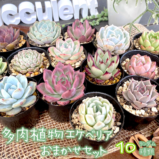 【5月発送】 多肉 植物 エケベリア 10個 おまかせセット 多肉 【数量限定】