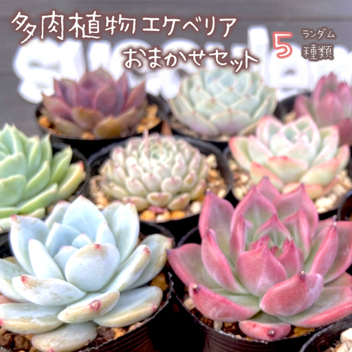 【5月発送】 多肉 植物 エケベリア 5個 おまかせセット 多肉 【数量限定】