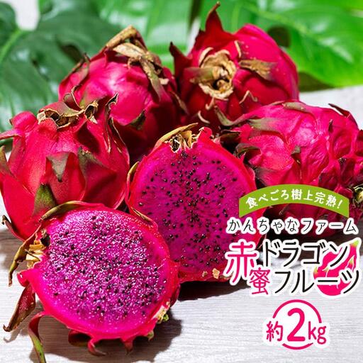 奄美産 食べごろ樹上完熟『赤蜜ドラゴンフルーツ』約2kg（4〜8玉）【先行予約　7月~10月発送】