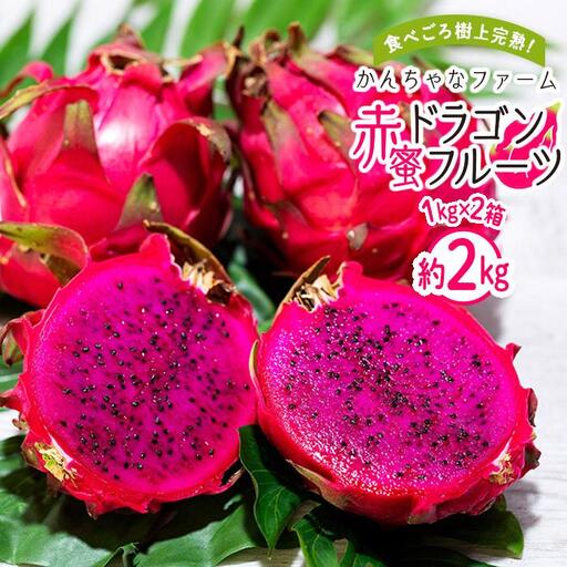 奄美産 食べごろ樹上完熟『赤蜜ドラゴンフルーツ』1kg×2箱セット 【先行予約　7月~10月発送】