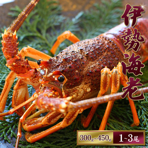 天然 伊勢えび(活)1〜3尾 300〜450g[2026年10月中旬頃から2027年3月末までに順次発送(1月は漁不可)] / 伊勢えび 伊勢海老 海老 海鮮 天然 えび エビ 活[enk001]