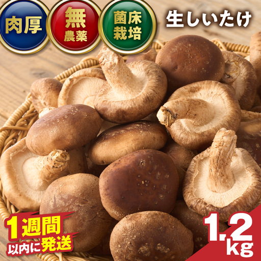 【一週間以内に発送】生しいたけ　肉厚シイタケ　無農薬　菌床栽培　1.2kg【ハタモト農産】_HA1003