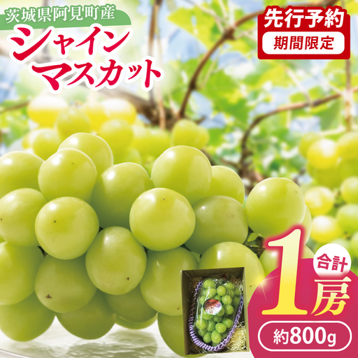 ぶどう シャインマスカット 1房 約800g マスカット ぶどう ブドウ 種無し 皮ごと 葡萄 フルーツ 果物 旬 くだもの 阿見町 茨城県【2026年9月下旬より順次発送】（49-01）
