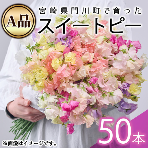 [先行予約受付中!2027年1月から順次発送予定][A品]スイートピーミックス(50本)花 常温 [AL-3][安田農園]