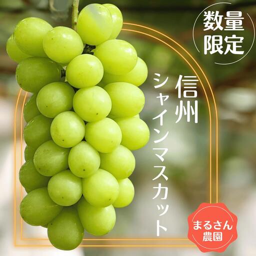 ≪先行受付≫[数量限定]まるさん農園のシャインマスカット 約1kg 合計2房[MR-101]| 人気シャインマスカット 高評価シャインマスカット シャインマスカットランキング おすすめシャインマスカット