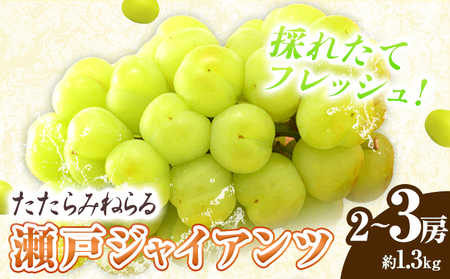 たたらみねらる 瀬戸ジャイアンツ約1.3kg　ぶどう