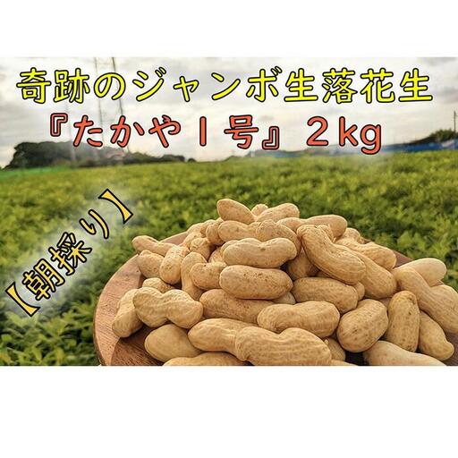 [10月より発送][朝採り]新・奇跡のジャンボ生落花生「たかや1号」約2kg